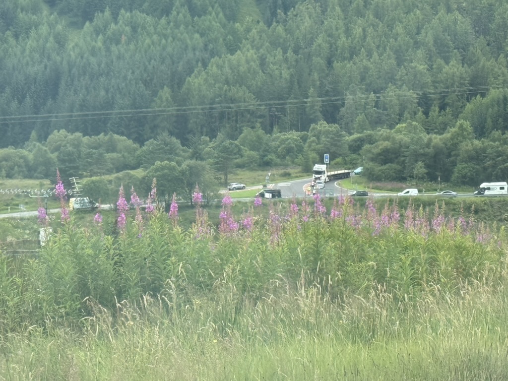 Roundabout in countryside with traffic, wildflowers, and forested hillside.