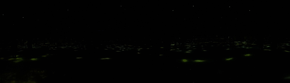 Panoramic photo of projected koi