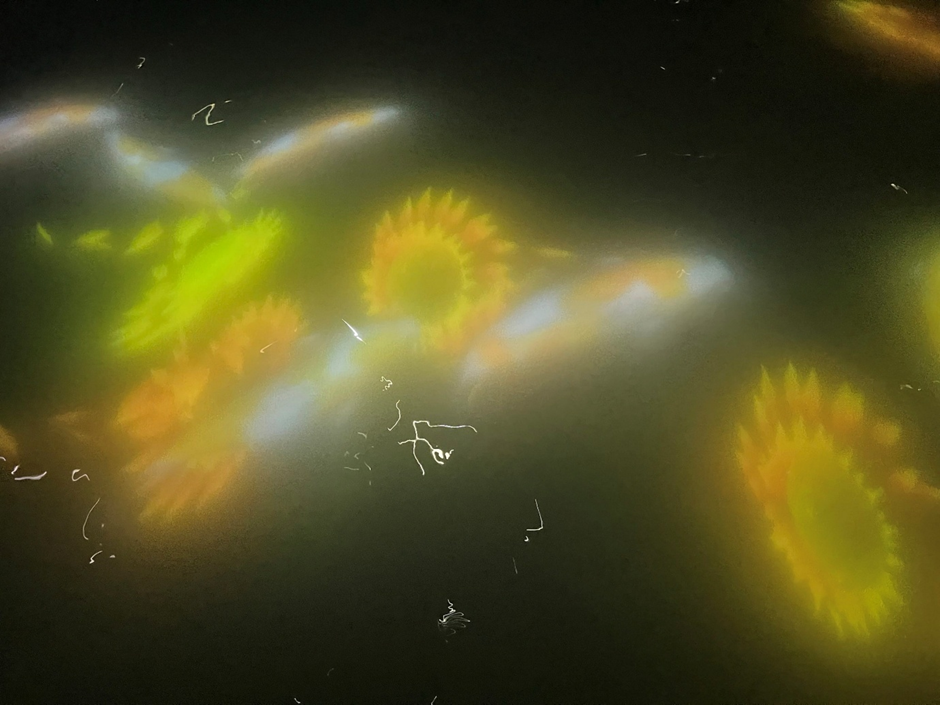 Projected Koi and flowers on water