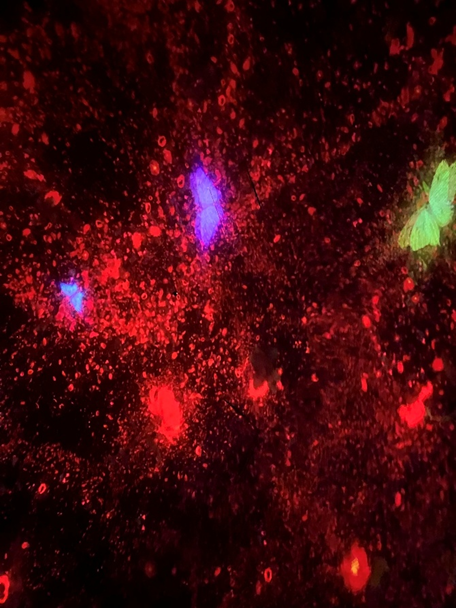 Falling universe of flowers photo